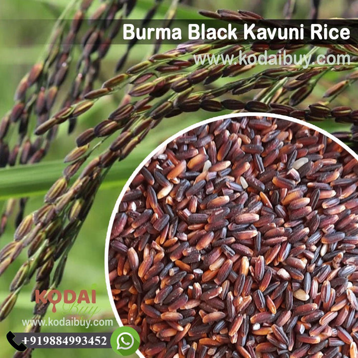 Burma Kavuni Rice, Kavuni Rice, Black Rice - பர்மா கவுனி அரிசி | KodaiBuy