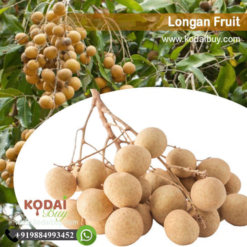 Longan Fruit, Dragon's Eye Fruit | KodaiBuy