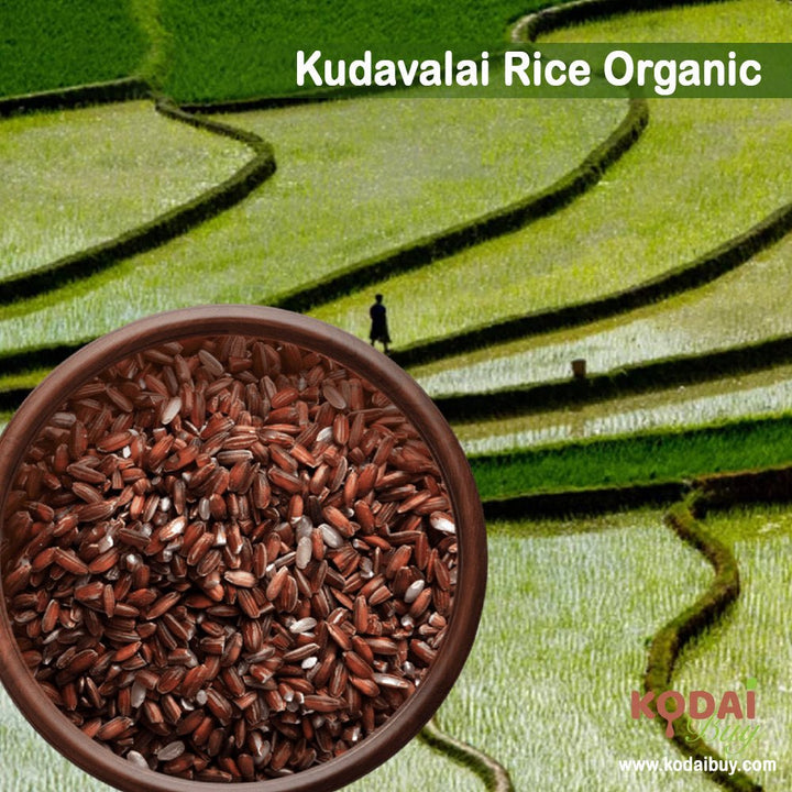 Kudavalai Rice, Kudavazhai Arisi, Organic Kudavazhai Rice | KodaiBuy