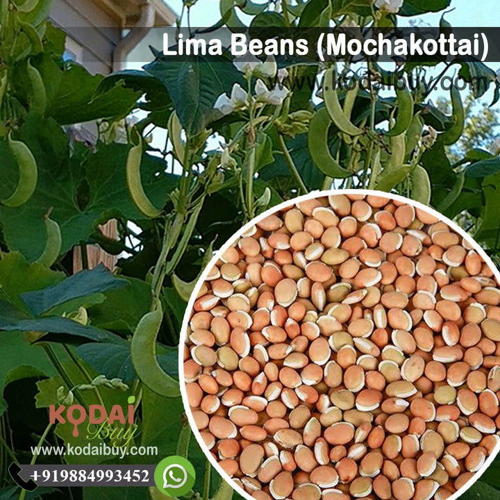 Lima Bean, Field Beans, Butter Bean | KodaiBuy