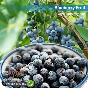 Blue Berry, Wild Blueberries, Highbush Blueberry | KodaiBuy