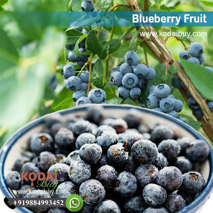 Blue Berry, Wild Blueberries, Highbush Blueberry | KodaiBuy