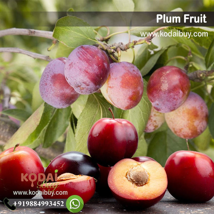 Plum Fruits, Kakadu Plum, Cherry Plum | KodaiBuy