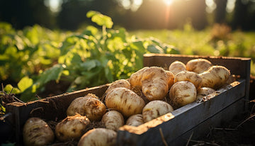 Fresh kodaikanal potato