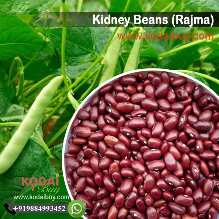 Kidney Beans, Rajma Dal, Organic Kidney Beans - ராஜ்மா | KodaiBuy