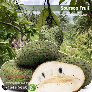 Soursop Fruit, Annona Muricata, Guanabana Fruit | KodaiBuy