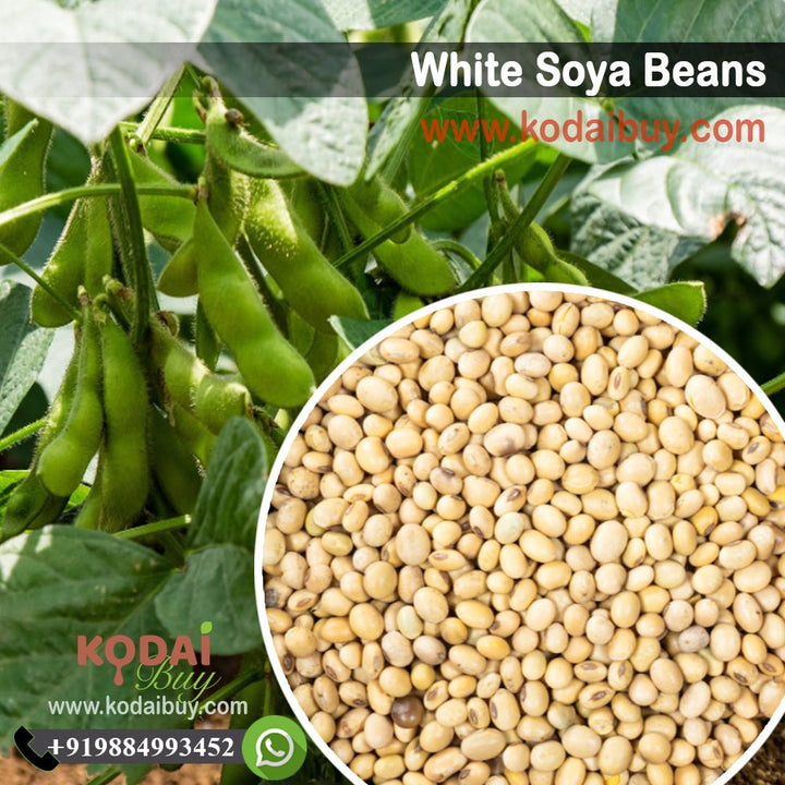 White Soya Bean, White Pea Beans - வெள்ளை சோயா | KodaiBuy